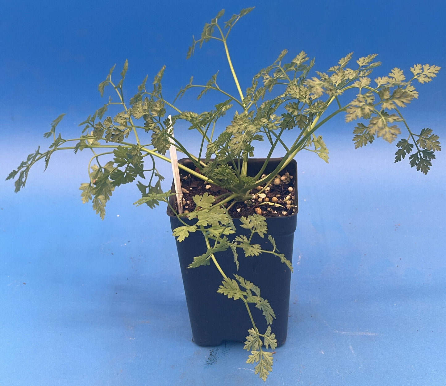 Plain Chervil Live Plant 3" Starter Pot - Anthriscus cerefolium