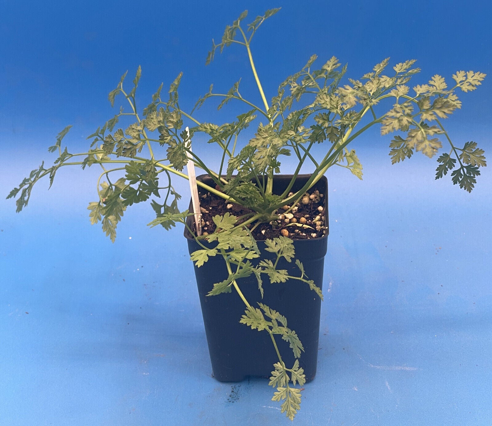 Plain Chervil Live Plant 3" Starter Pot - Anthriscus cerefolium