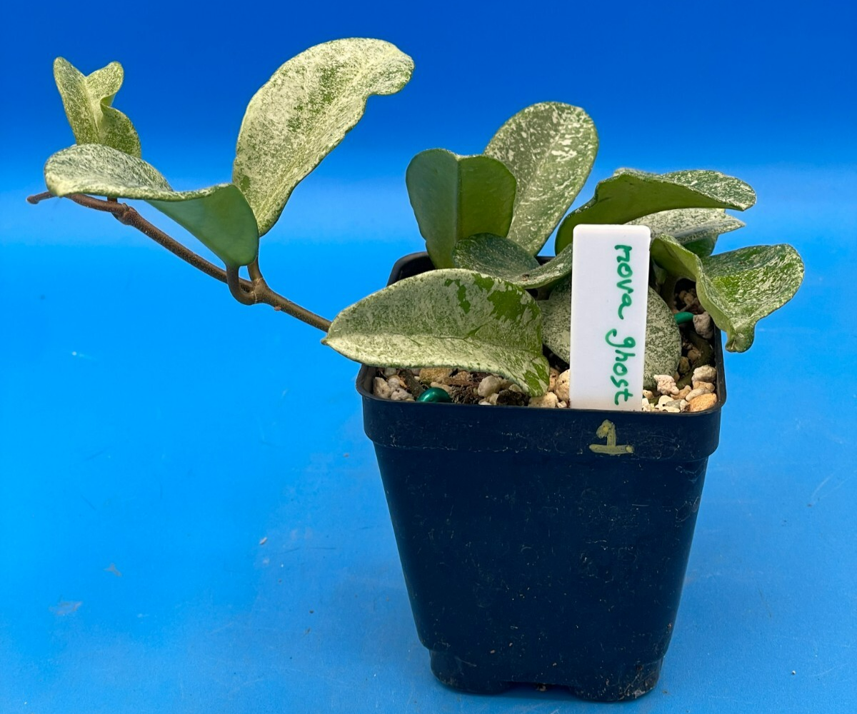 Hoya Carnosa ' Nova Ghost ' - 3.5 Inch Pot Super Healthy and Fully Rooted! (1)