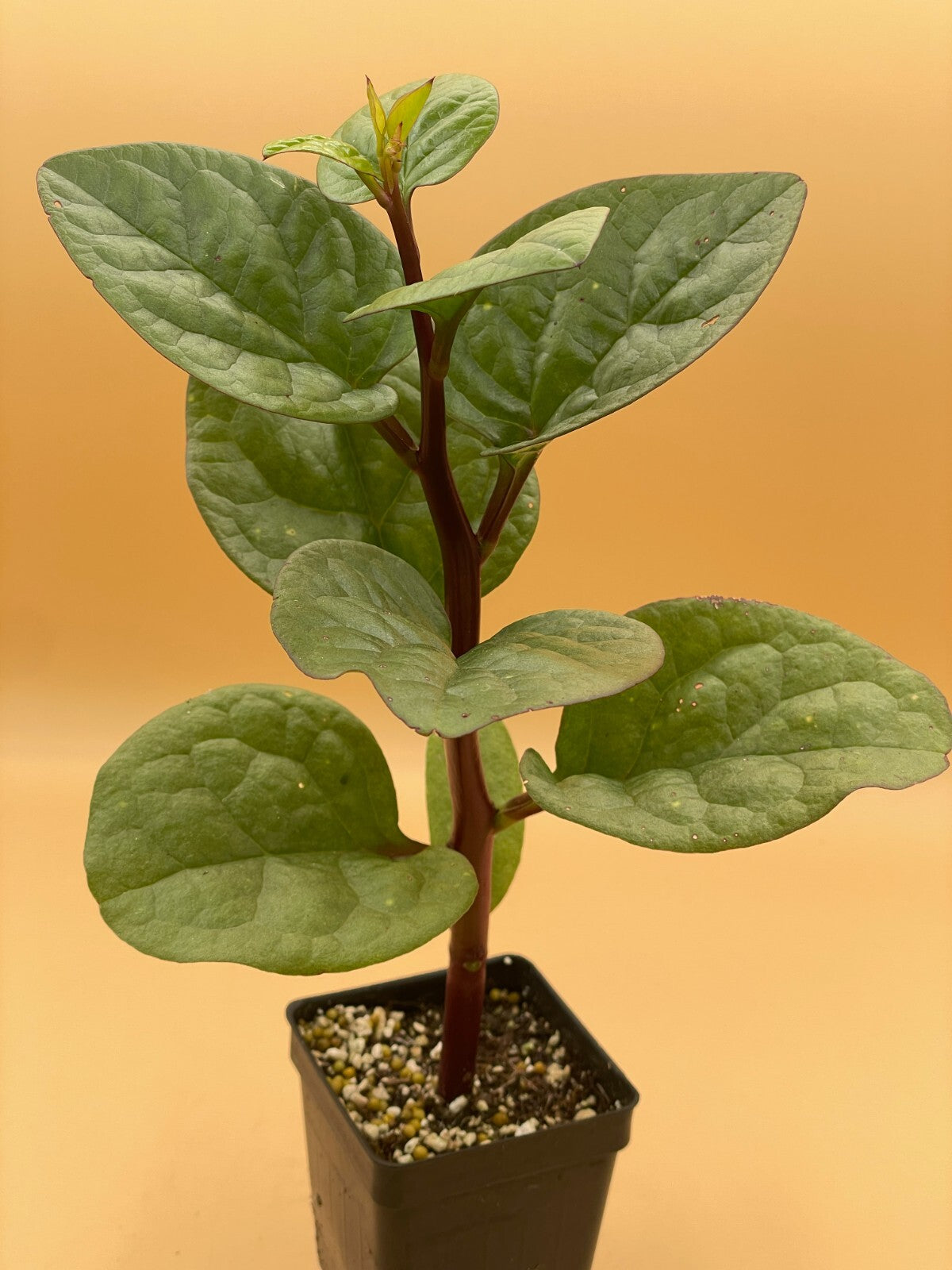 Malabar Spinach Red Live Plant 3" Starter Plant - Basella rubra