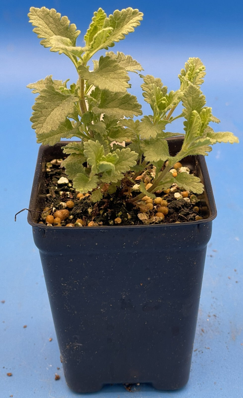 Germander Live Plant 3" Starter Pot - Teucrium Chamaedrys