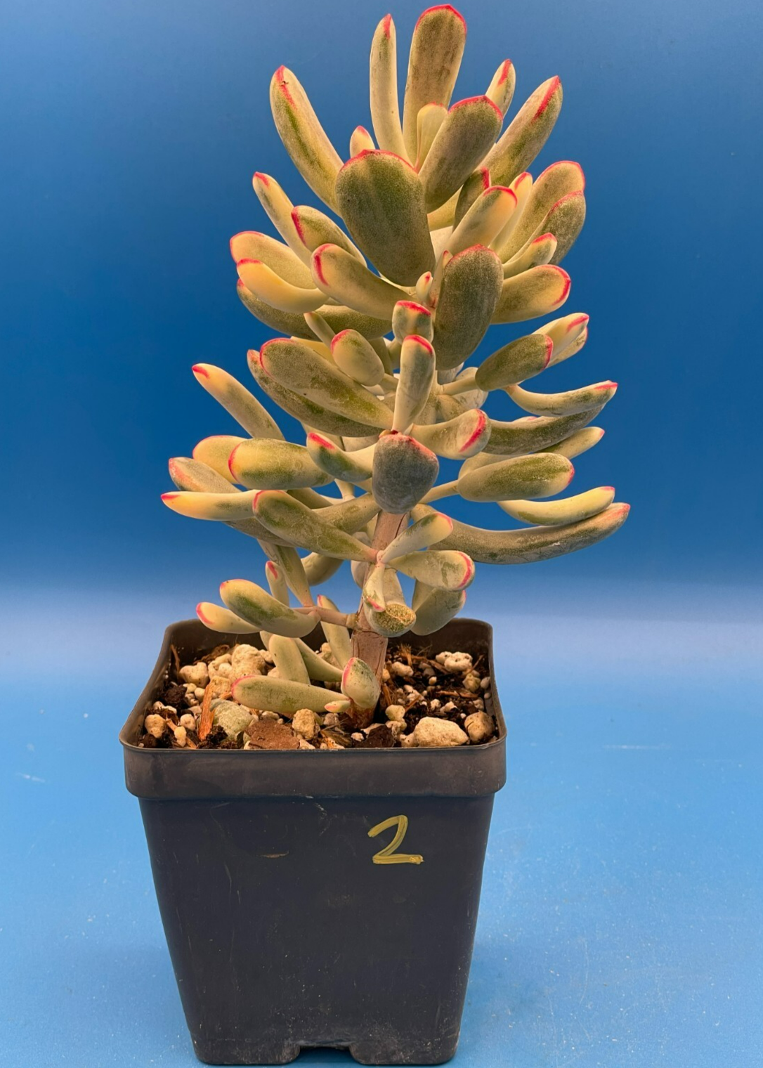 Cotyledon Orbiculata Flanaganii f. variegata! EXACT PLANT! Rare! 3.5" Pot (2)
