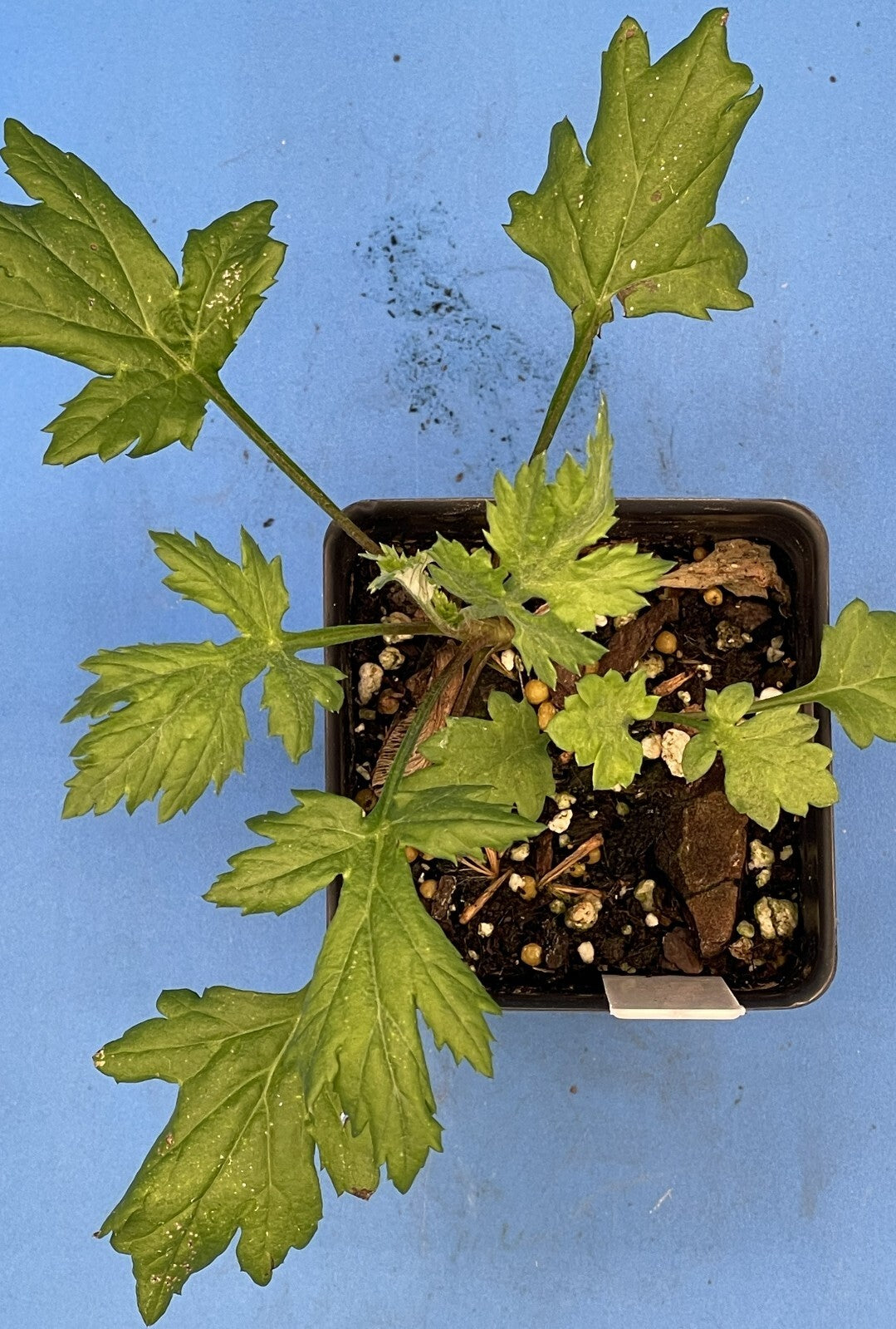 Mugwort 3" Live Starter Plant - Artemisia vulgaris