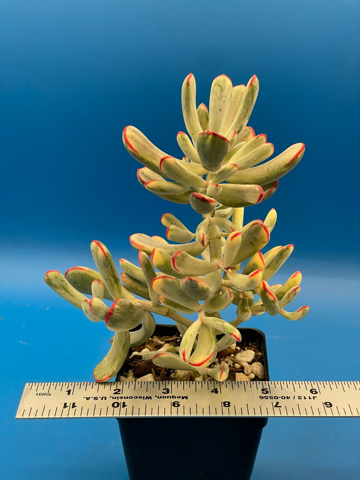 Cotyledon Orbiculata Flanaganii f. variegata! EXACT PLANT! Rare! 3.5" Pot (1)