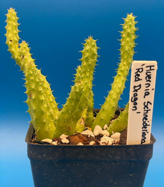 Huernia Schneideriana 'Red Dragon' WELL ROOTED 3.5" Plant