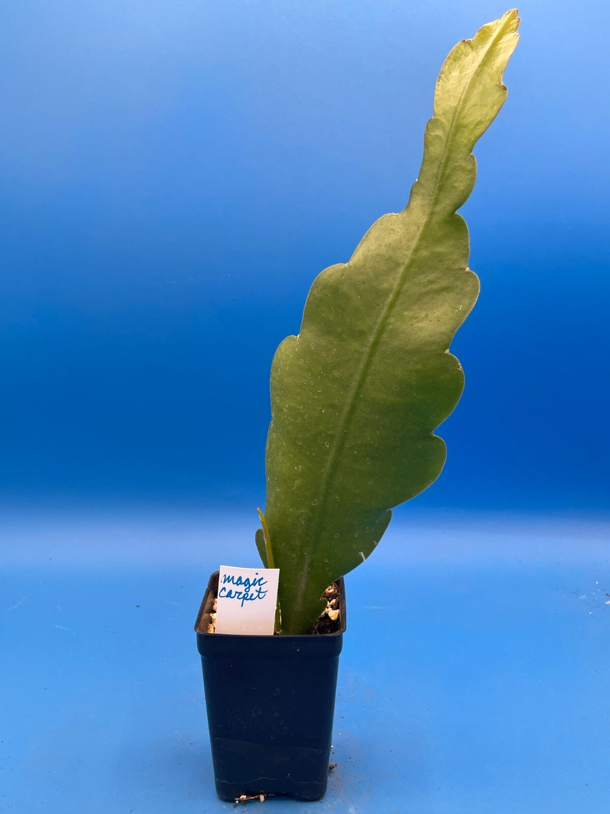 Epiphyllum Hybrid 'Magic Carpet' Fully-Rooted Starter Pot
