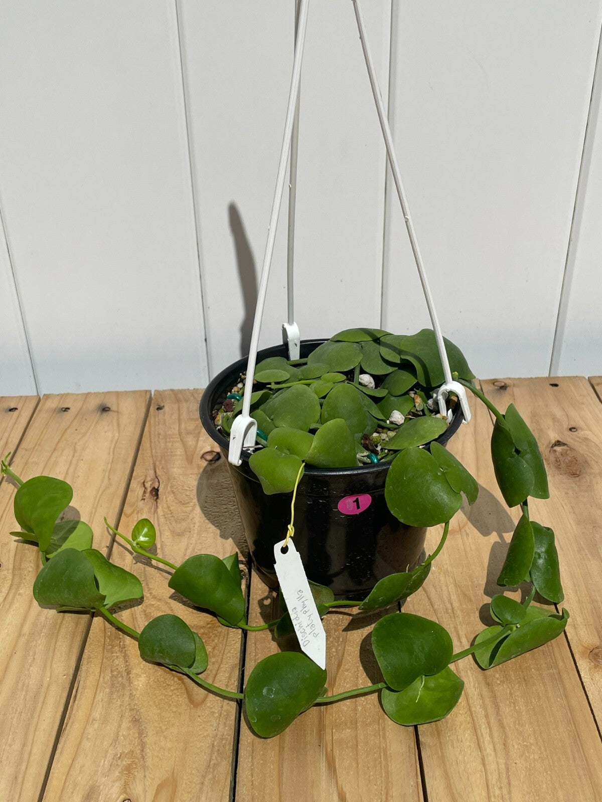 Dischidia Platyphylla - 6” Hanging Basket Pot- Super Healthy!! (1)