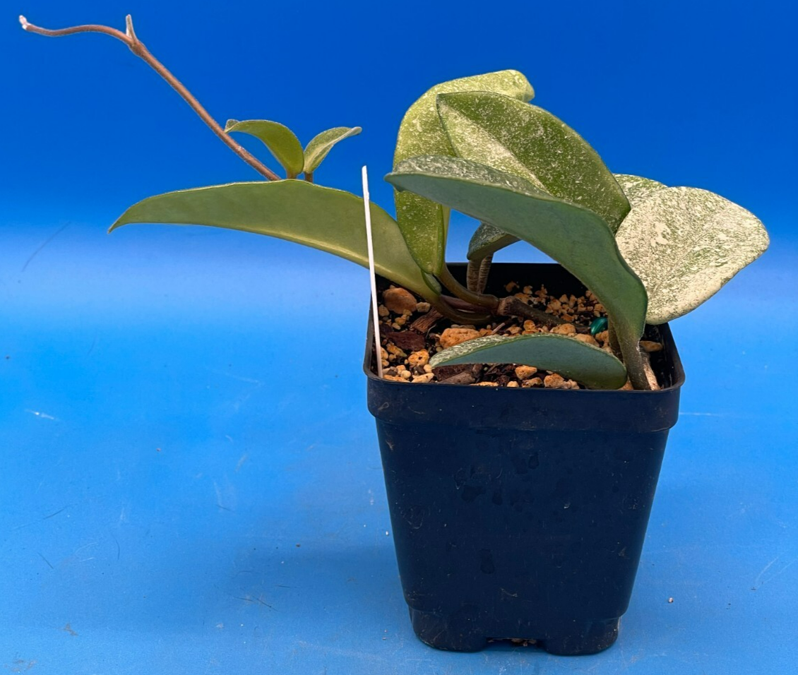 Hoya Carnosa ' Nova Ghost ' - 3.5 Inch Pot Super Healthy and Fully Rooted! (2)