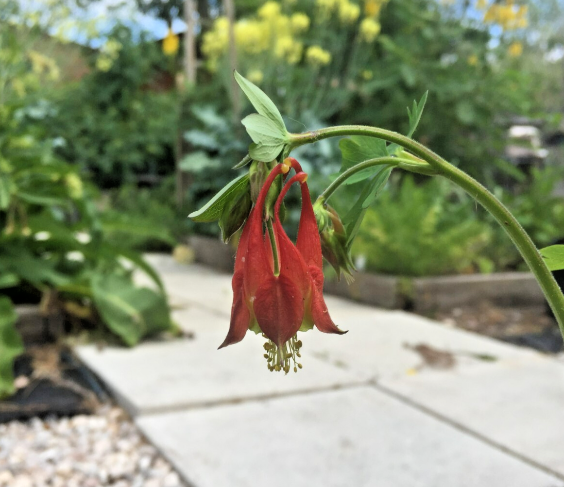 Eastern Red Columbine Live Plant 3" Starter Pot - Aquilegia Canadensis