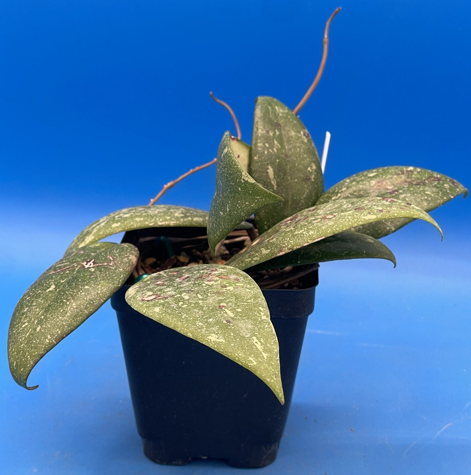 Hoya 'Vietnam AH001'  RARE! Exact Plant! Rooted  Grown In 3.5" Pot (1)