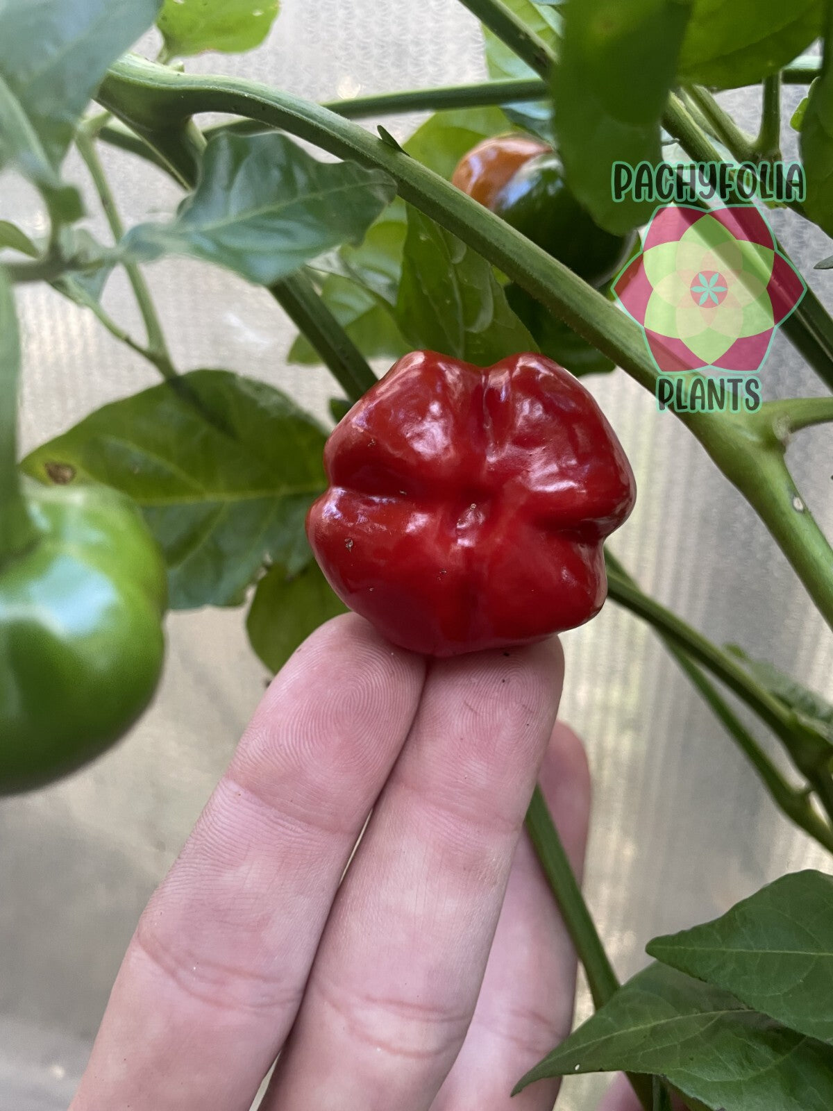 Scotch Bonnett Pepper Live Plant in 3" Starter Pot - Capsicum Chinense