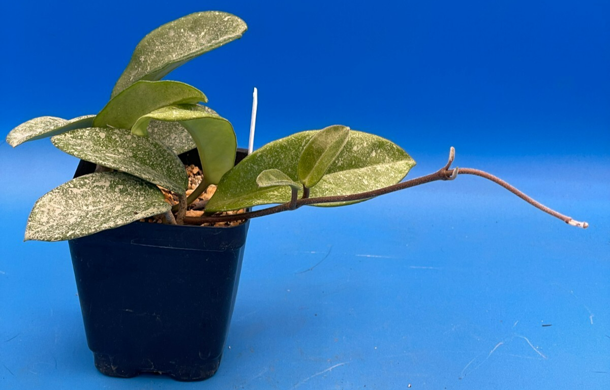 Hoya Carnosa ' Nova Ghost ' - 3.5 Inch Pot Super Healthy and Fully Rooted! (2)