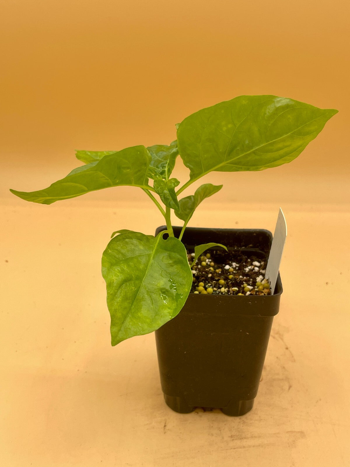 Sweet Datil Pepper Live 3" Starter Plant - Capsicum Chinense - Mild & Fruity!!!