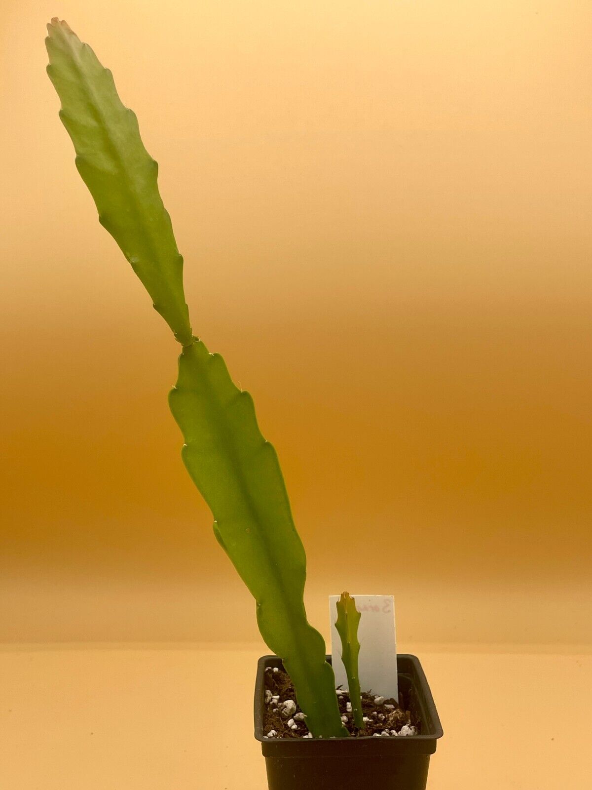 Epiphyllum 'Three Orange' Fully-Rooted Starter Pot