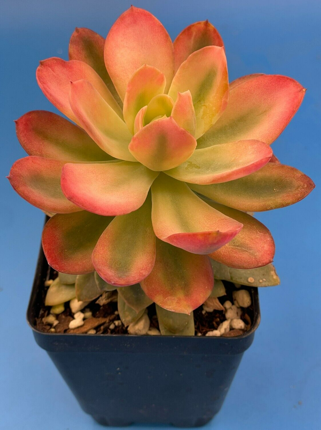 Echeveria Pink Vera Variegated- Hens And Chicks - Makes Pups! 3.5” pot