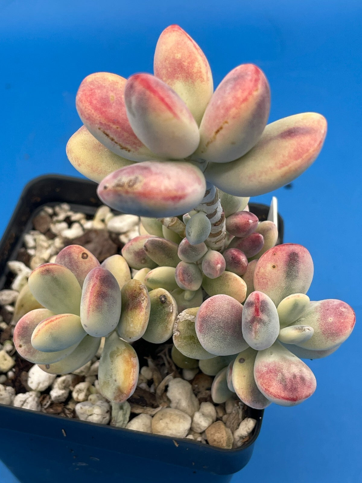 Cotyledon Orbiculata Var Oophylla f. Variegata! EXACT PLANT! Rare! 3.5" Pot (2)