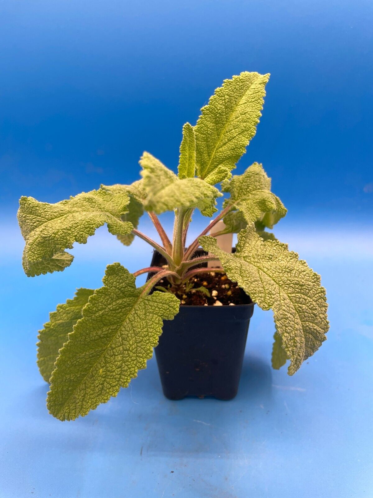 Pitcher Sage Starter Plant - Salvia spathacea -Amazing Pollinator Plant!
