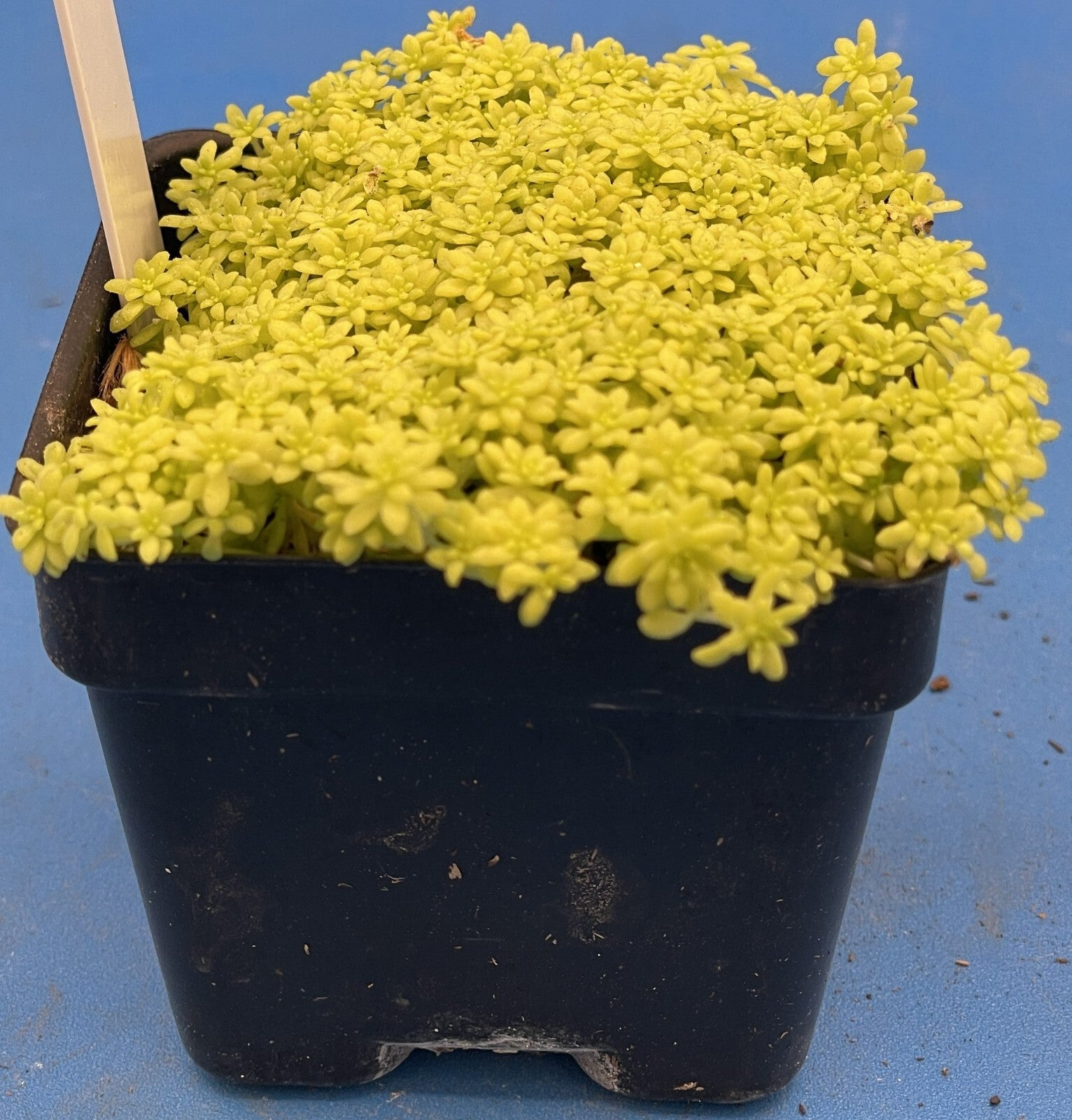 gold potted succulent Sedum Gold Moss - Ships in 3” pot