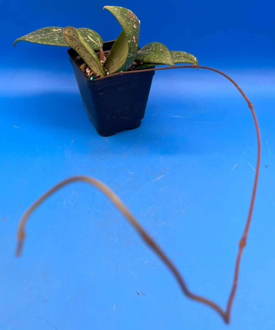 Hoya 'Vietnam AH001'  RARE! Exact Plant! Rooted  Grown In 3.5" Pot (2)