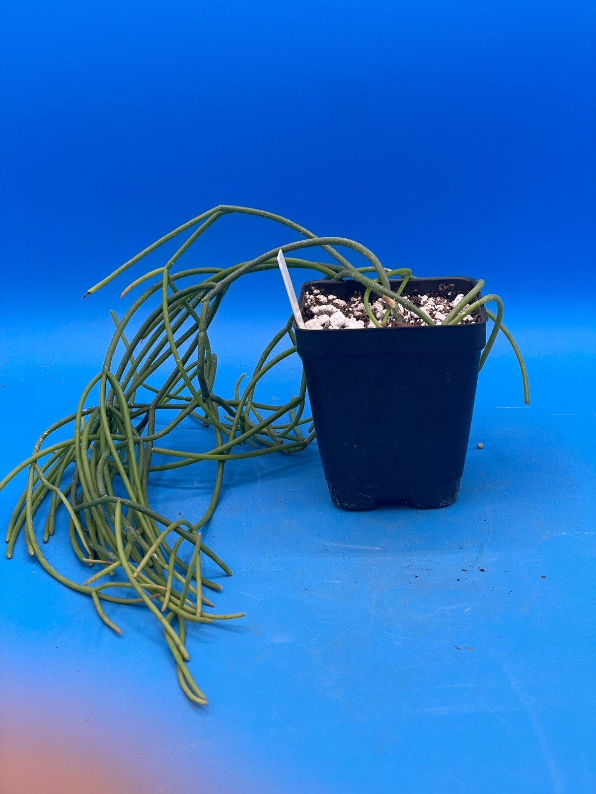 Rhipsalis baccifera - Spaghetti Cactus - 3.5" Pot - Full And Super Healthy