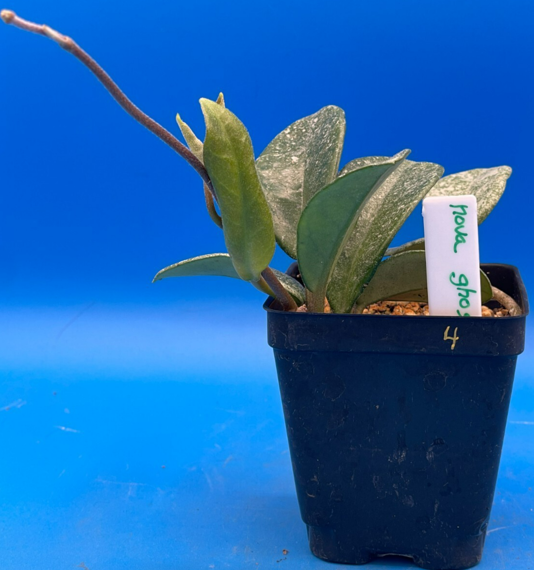 Hoya Carnosa ' Nova Ghost ' - 3.5 Inch Pot Super Healthy and Fully Rooted! (4)