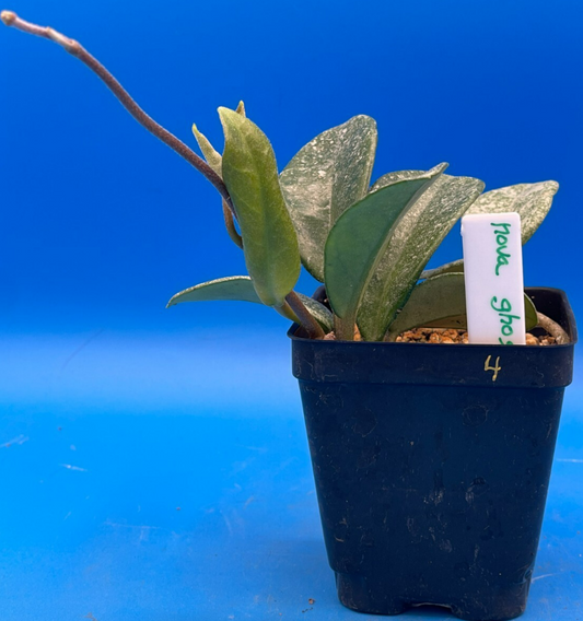 Hoya Carnosa ' Nova Ghost ' - 3.5 Inch Pot Super Healthy and Fully Rooted! (4)