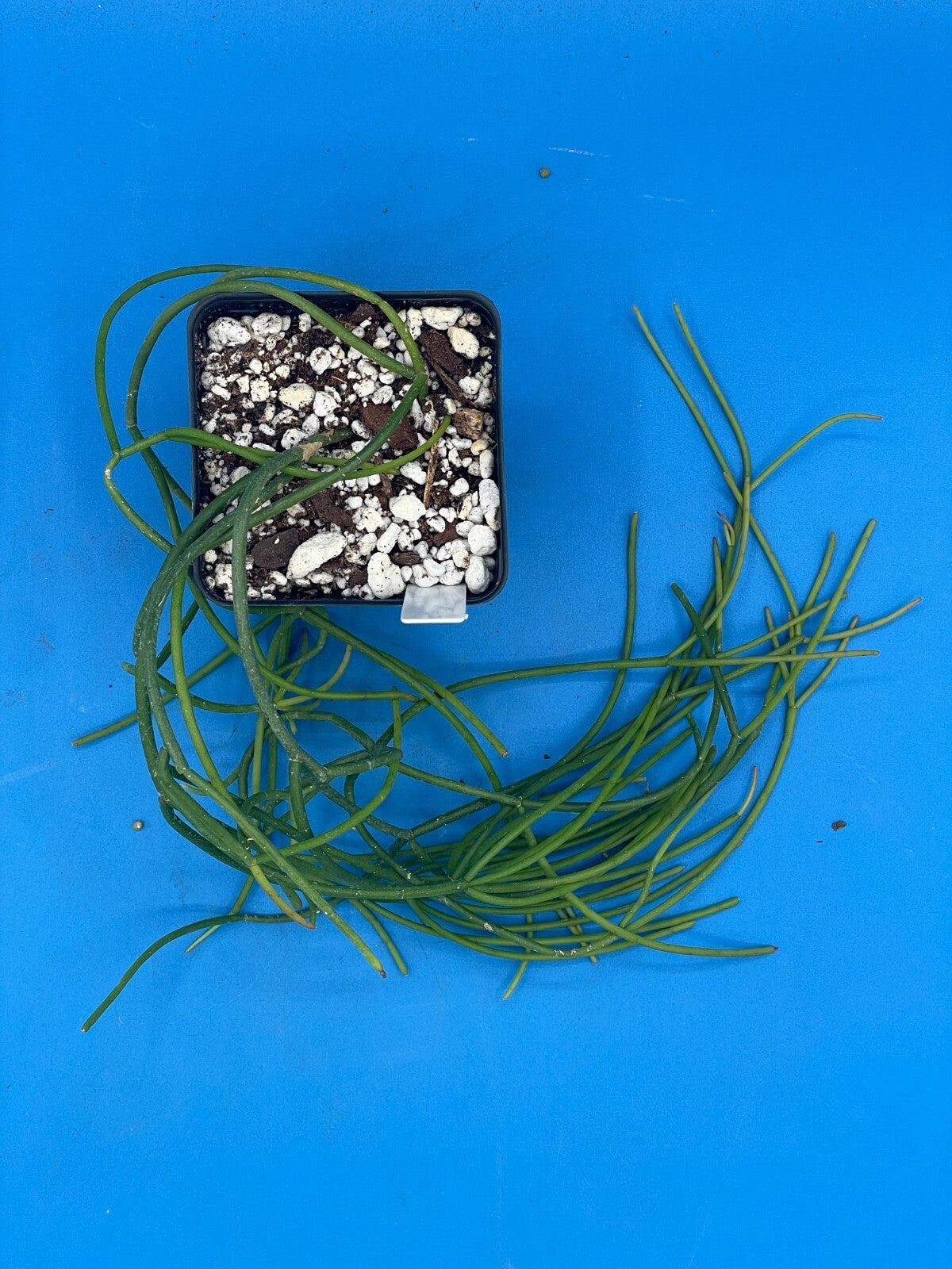 Rhipsalis baccifera - Spaghetti Cactus - 3.5" Pot - Full And Super Healthy