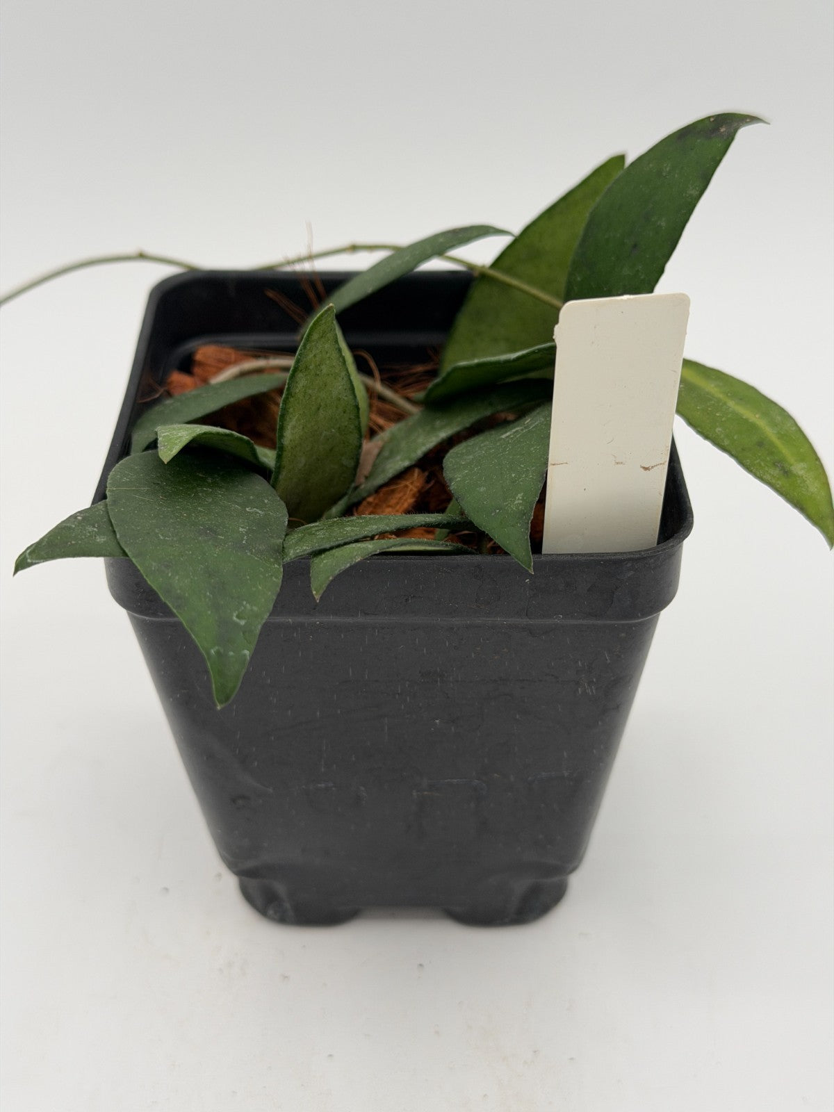 Hoya flagellata 'Gold' Rooted In 3.5" pot - Multiple Nodes and Leaves!