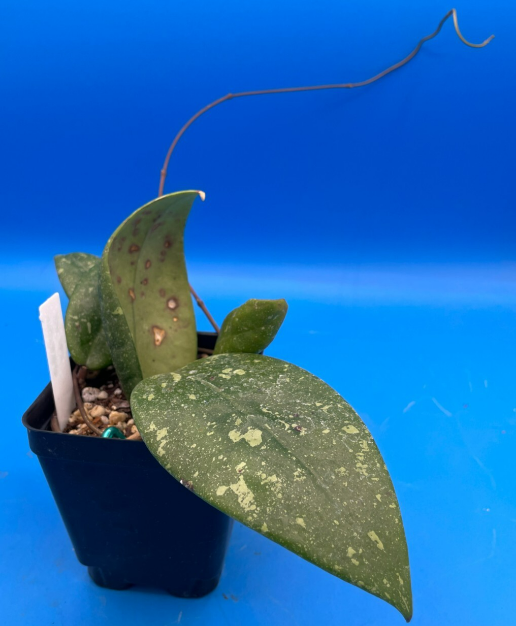 Hoya 'Vietnam AH001'  RARE! Exact Plant! Rooted  Grown In 3.5" Pot (2)