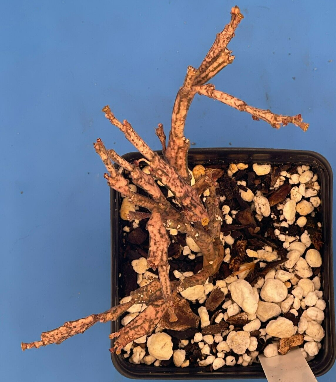 dead plant succulent Euphorbia Platyclada Live Plant 3.5" Pot - Zombie Plant