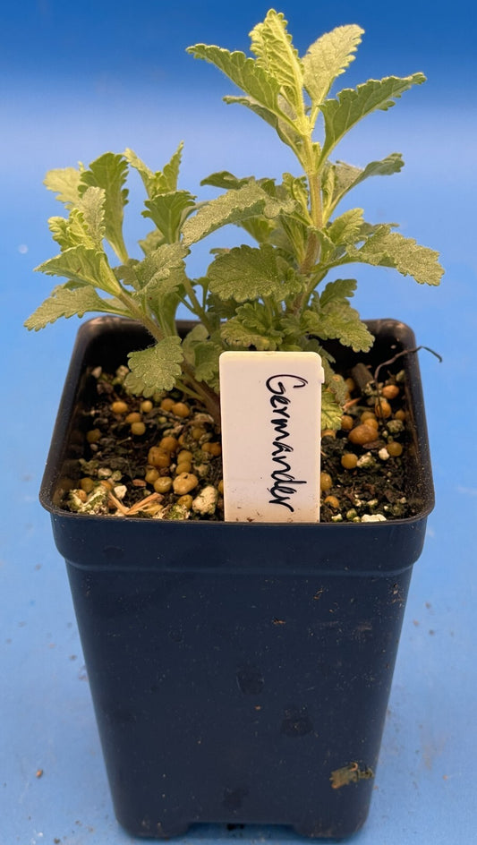 Germander Live Plant 3" Starter Pot - Teucrium Chamaedrys