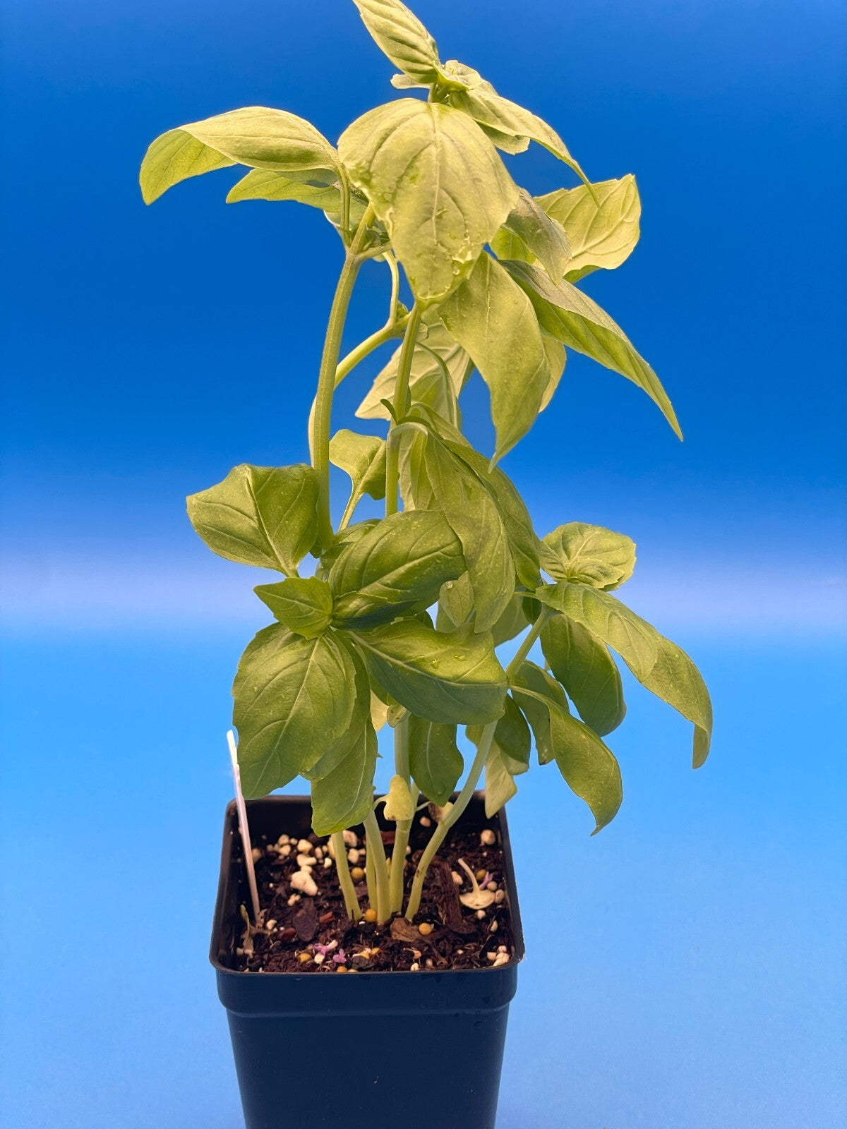 Basil, Sweet 'Prospera' -Live Plant 3" Starter Pot - Ocimum basilicum ‘Prospera'