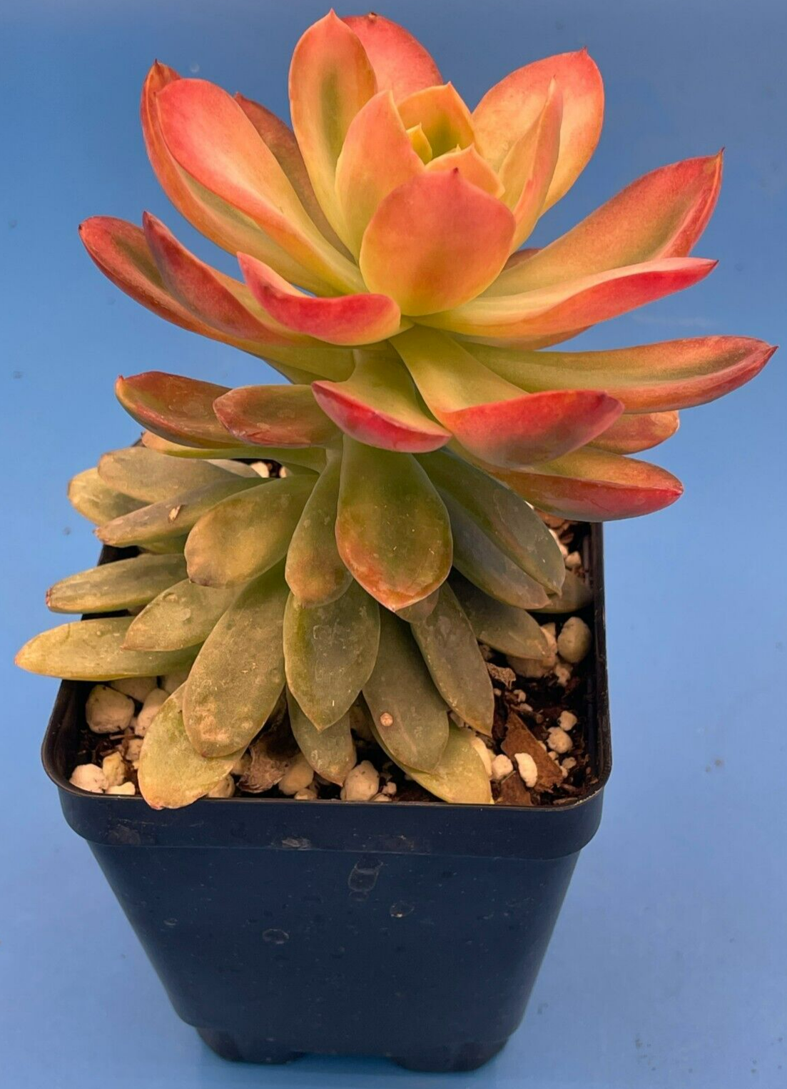 Echeveria Pink Vera Variegated- Hens And Chicks - Makes Pups! 3.5” pot