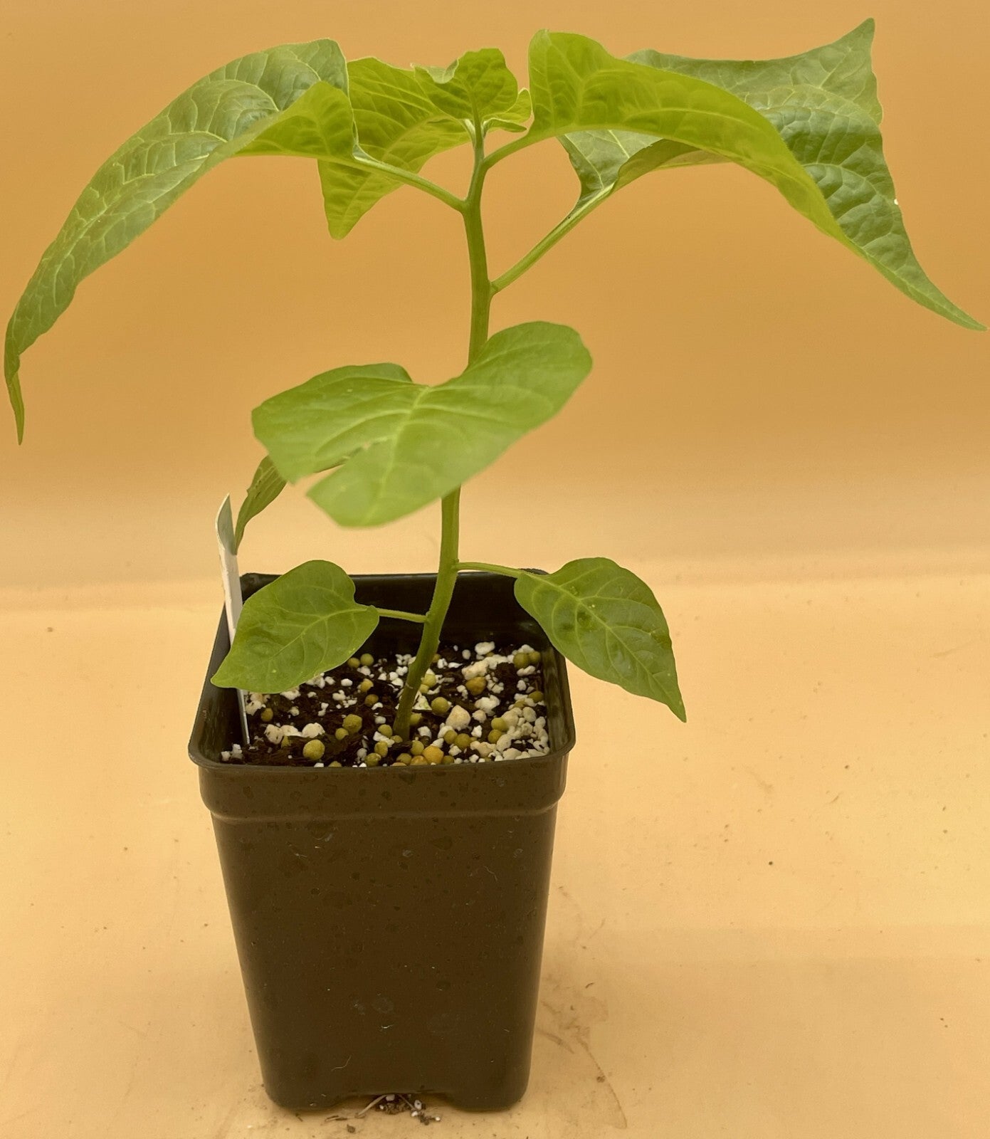 Scotch Bonnett Pepper Live Plant in 3" Starter Pot - Capsicum Chinense