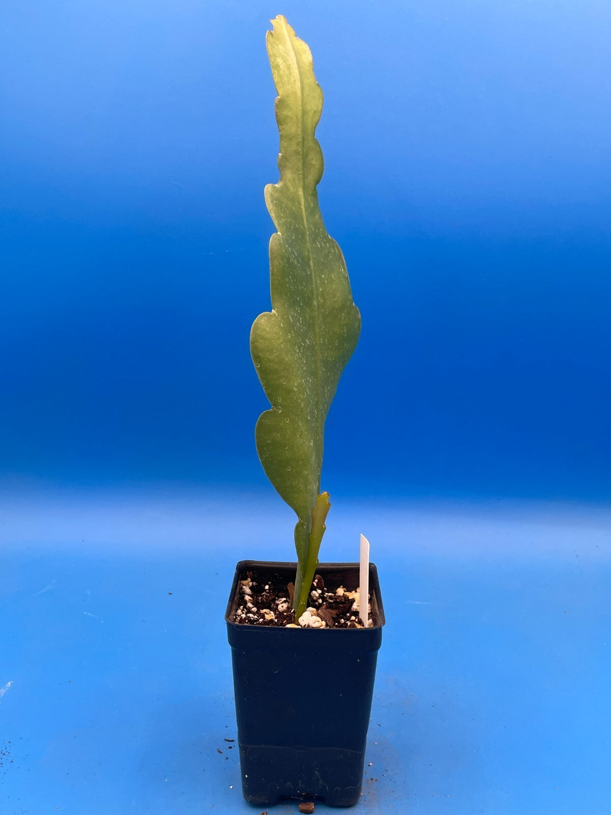 Epiphyllum Hybrid 'Magic Carpet' Fully-Rooted Starter Pot