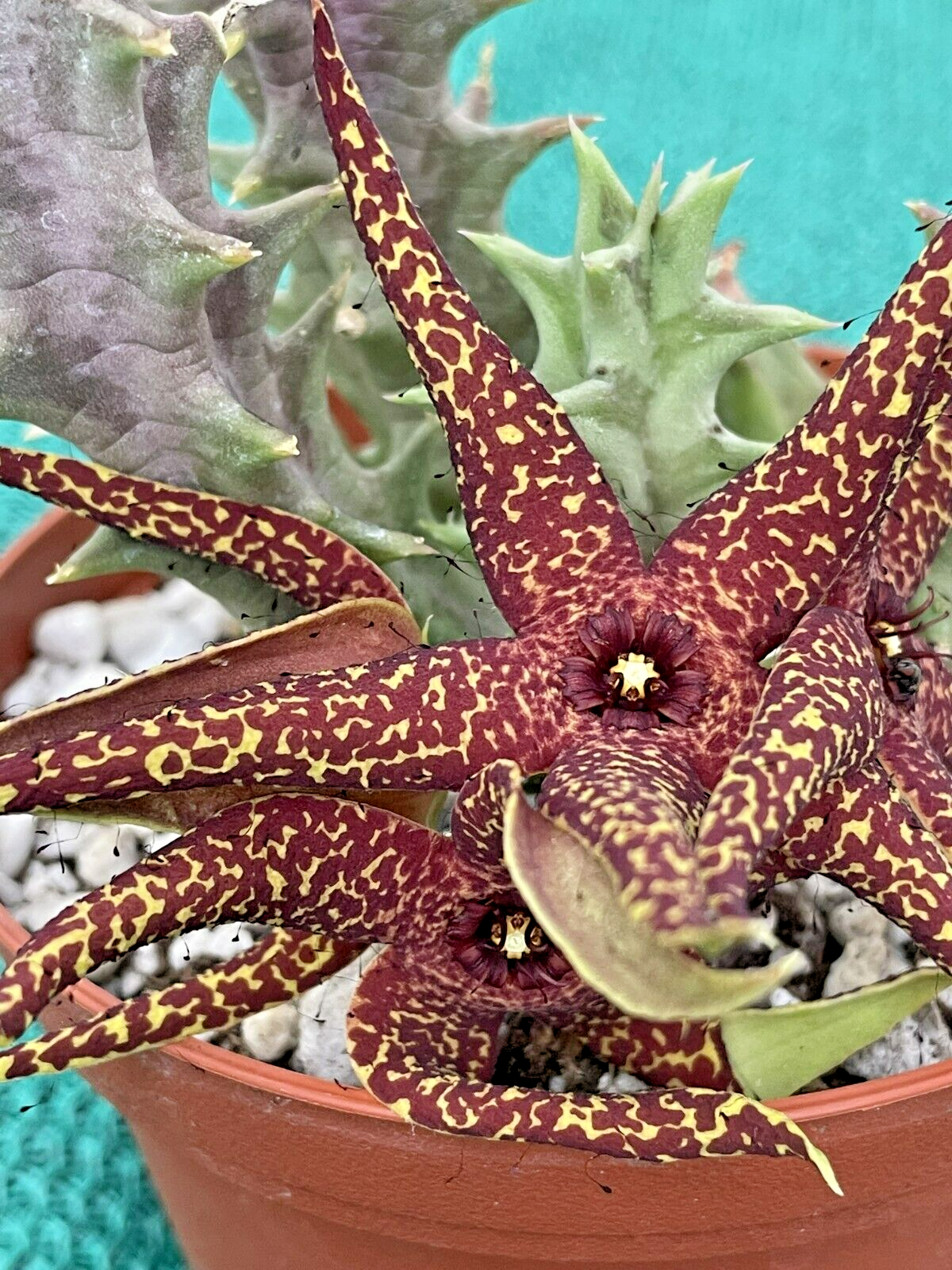 Orbea Lutea Var. Vaga  3.5" Pot WELL ROOTED!