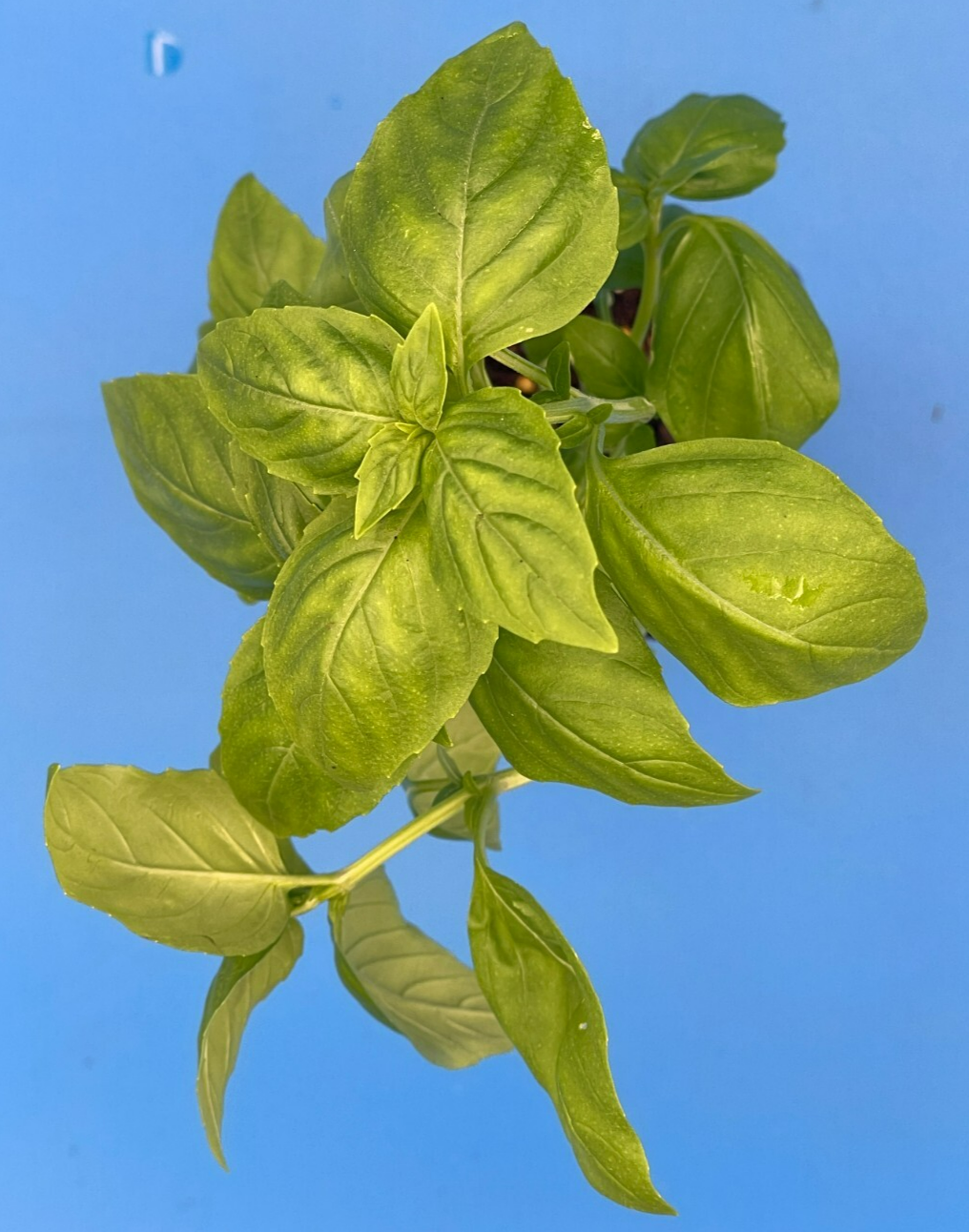 Basil, Sweet 'Prospera' -Live Plant 3" Starter Pot - Ocimum basilicum ‘Prospera'