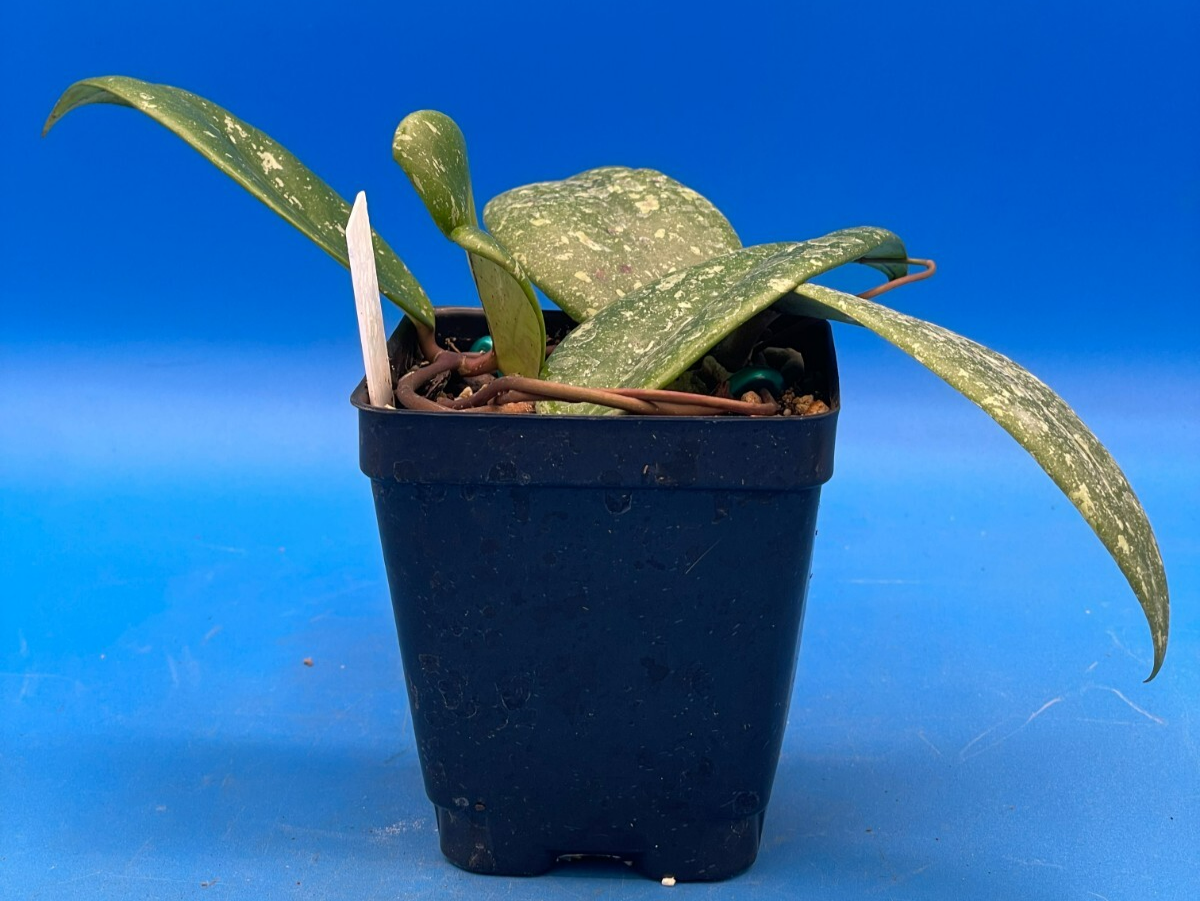 Hoya 'Vietnam AH001'  RARE! Exact Plant! Rooted  Grown In 3.5" Pot (5)