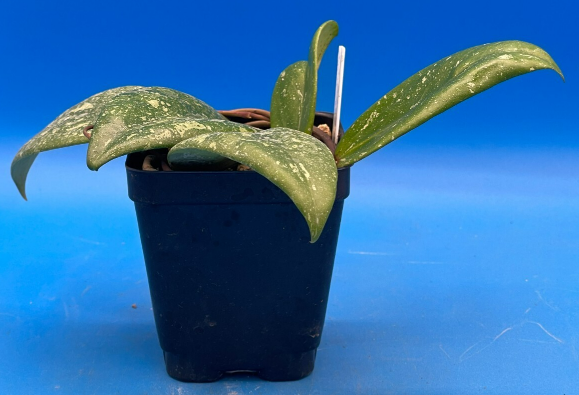 Hoya 'Vietnam AH001'  RARE! Exact Plant! Rooted  Grown In 3.5" Pot (5)