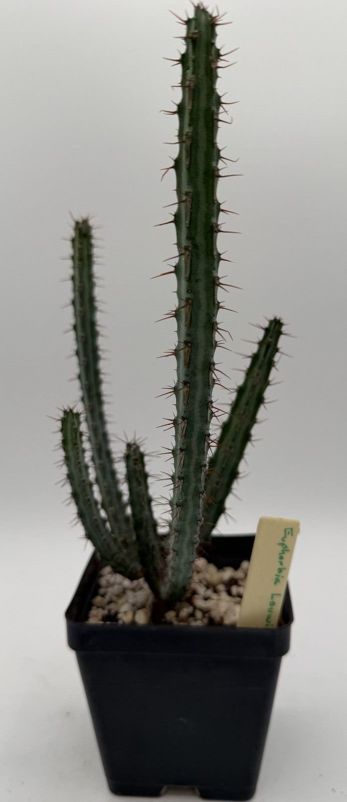 Euphorbia Louwii - 3.5 Inch Pot - Rare - Super Healthy! USA Grown!