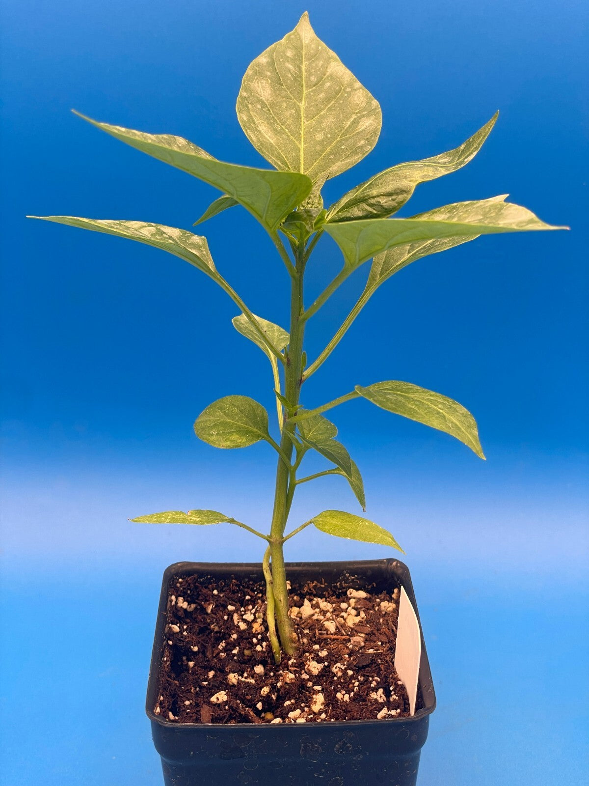 Big Jim Hatch Pepper Live 3" Starter Plant - Capsicum Annuum