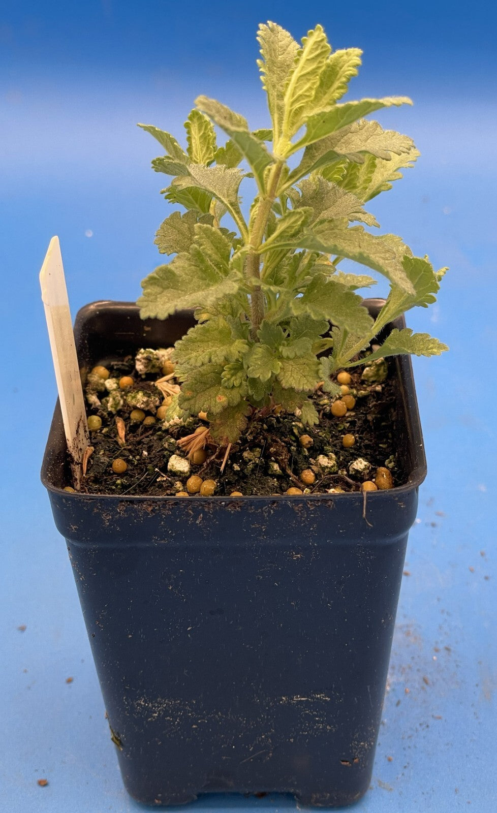 Germander Live Plant 3" Starter Pot - Teucrium Chamaedrys