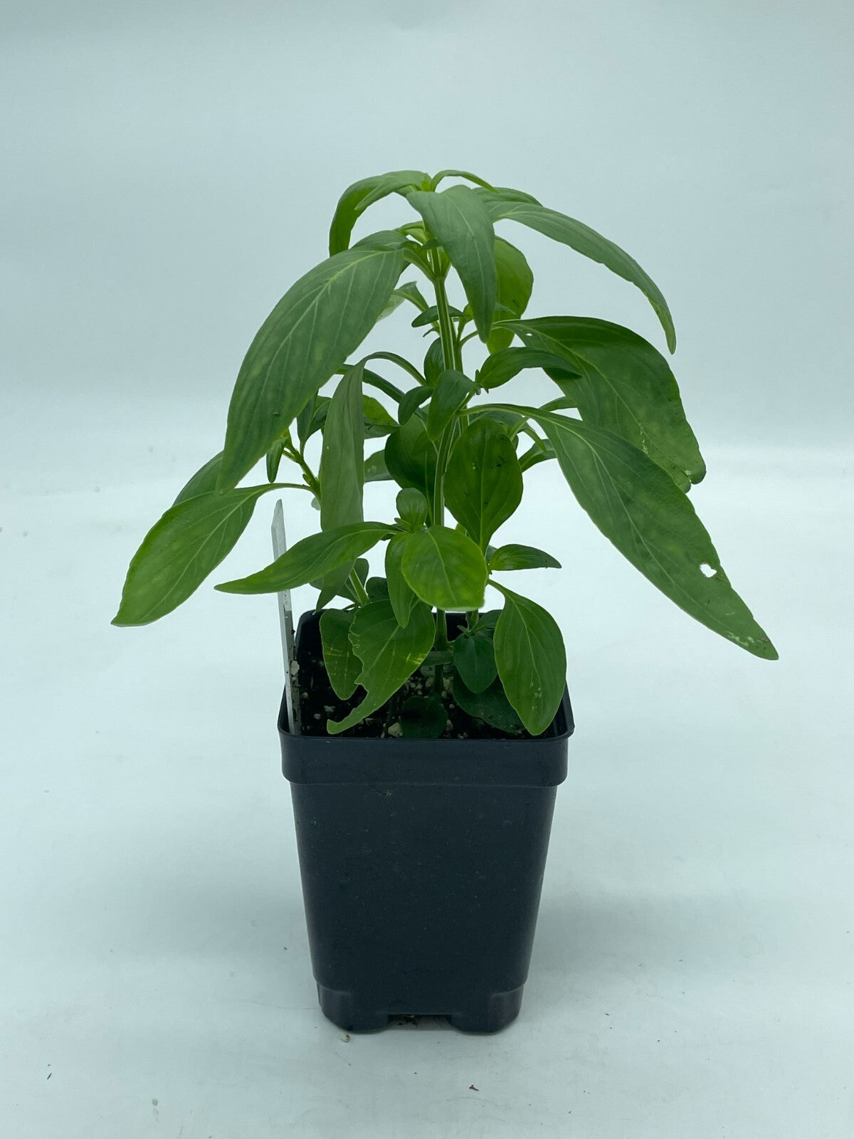 Green Chiretta Live Plant 3" Starter Pot - Andrographis Paniculata