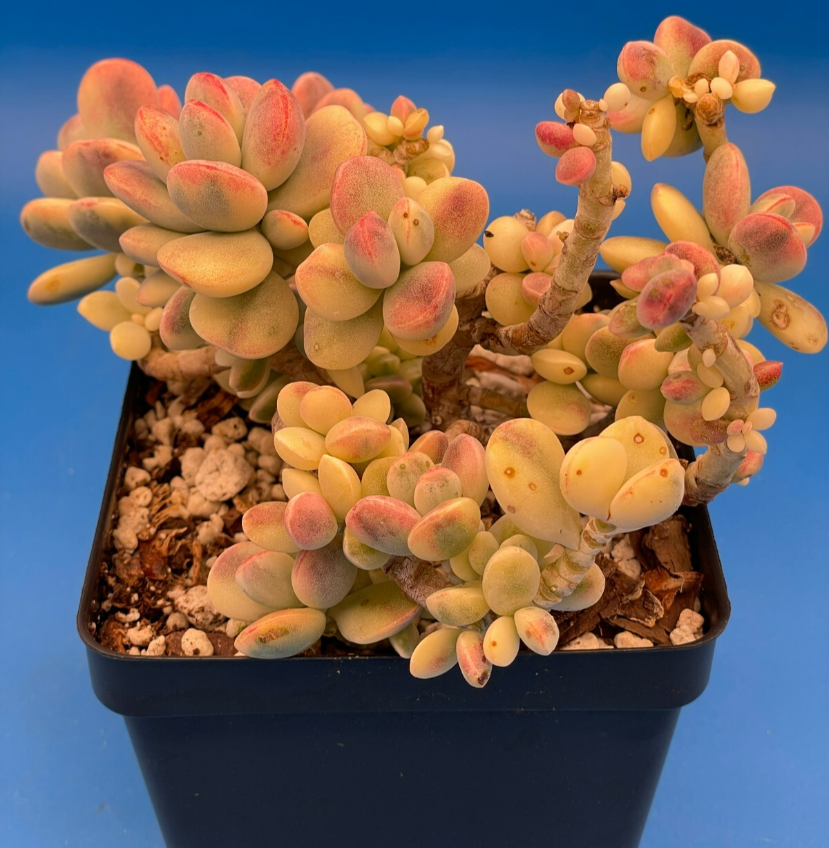 Cotyledon Orbiculata Var Oophylla f. Variegata! EXACT PLANT! Rare! 4.5" Pot (2)