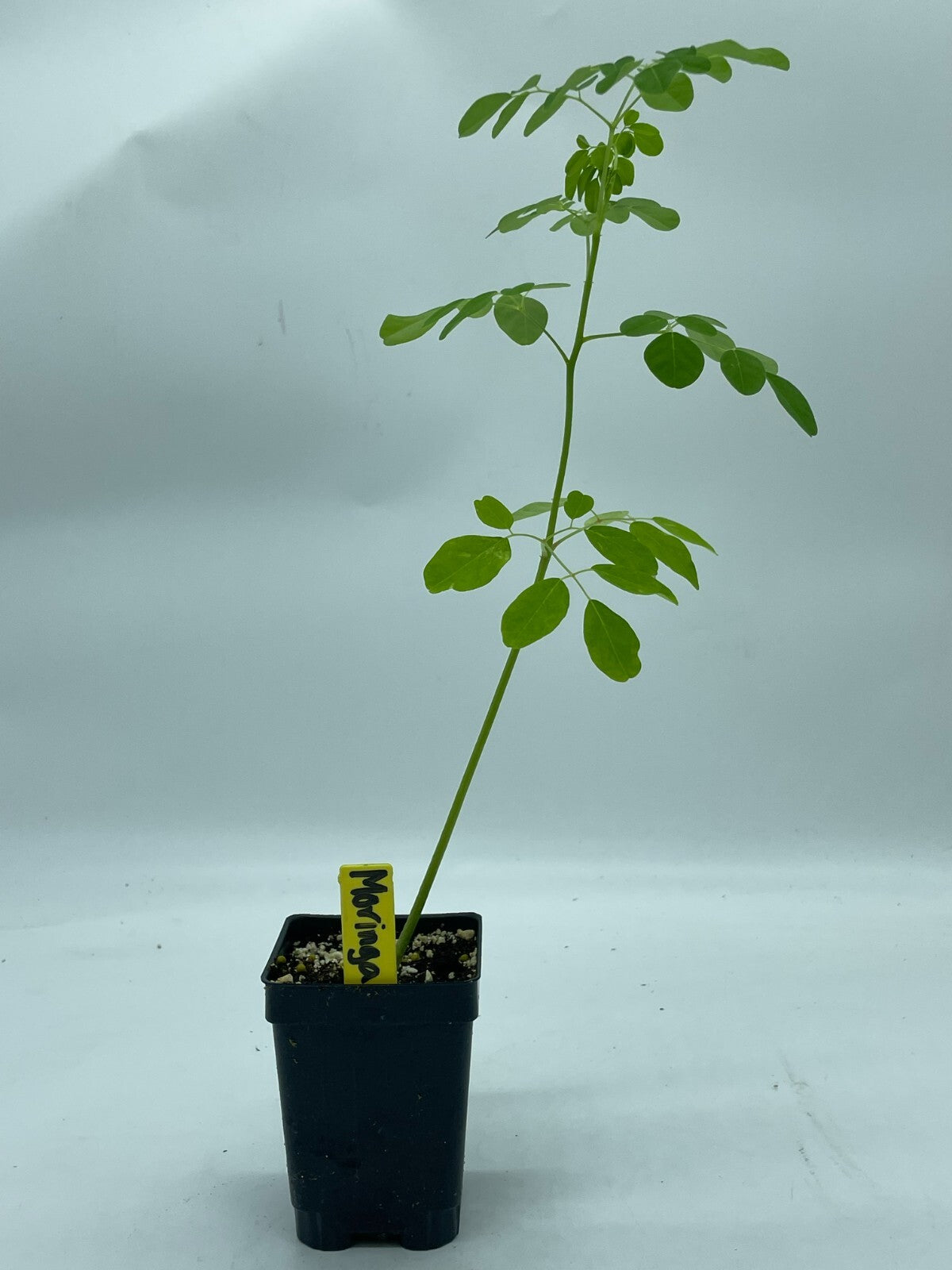 Moringa olifera Live Plant 3" Starter Pot - Horseradish Tree SUPERfood!