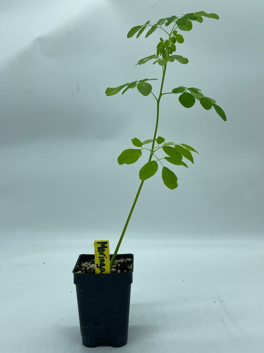 Moringa olifera Live Plant 3" Starter Pot - Horseradish Tree SUPERfood!