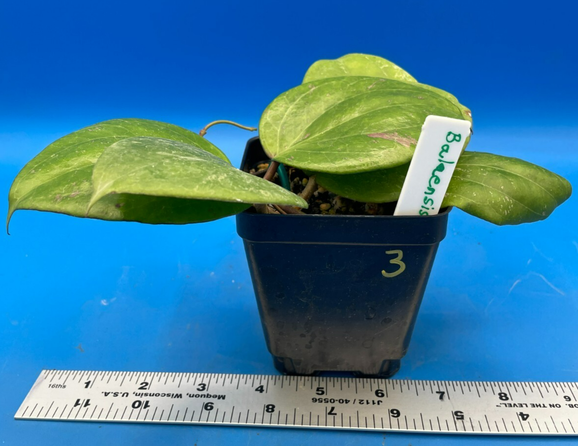 Hoya Balaensis Fully Rooted - Rare Hoyas XL Super Healthy! Grown In 3.5" pot (3)