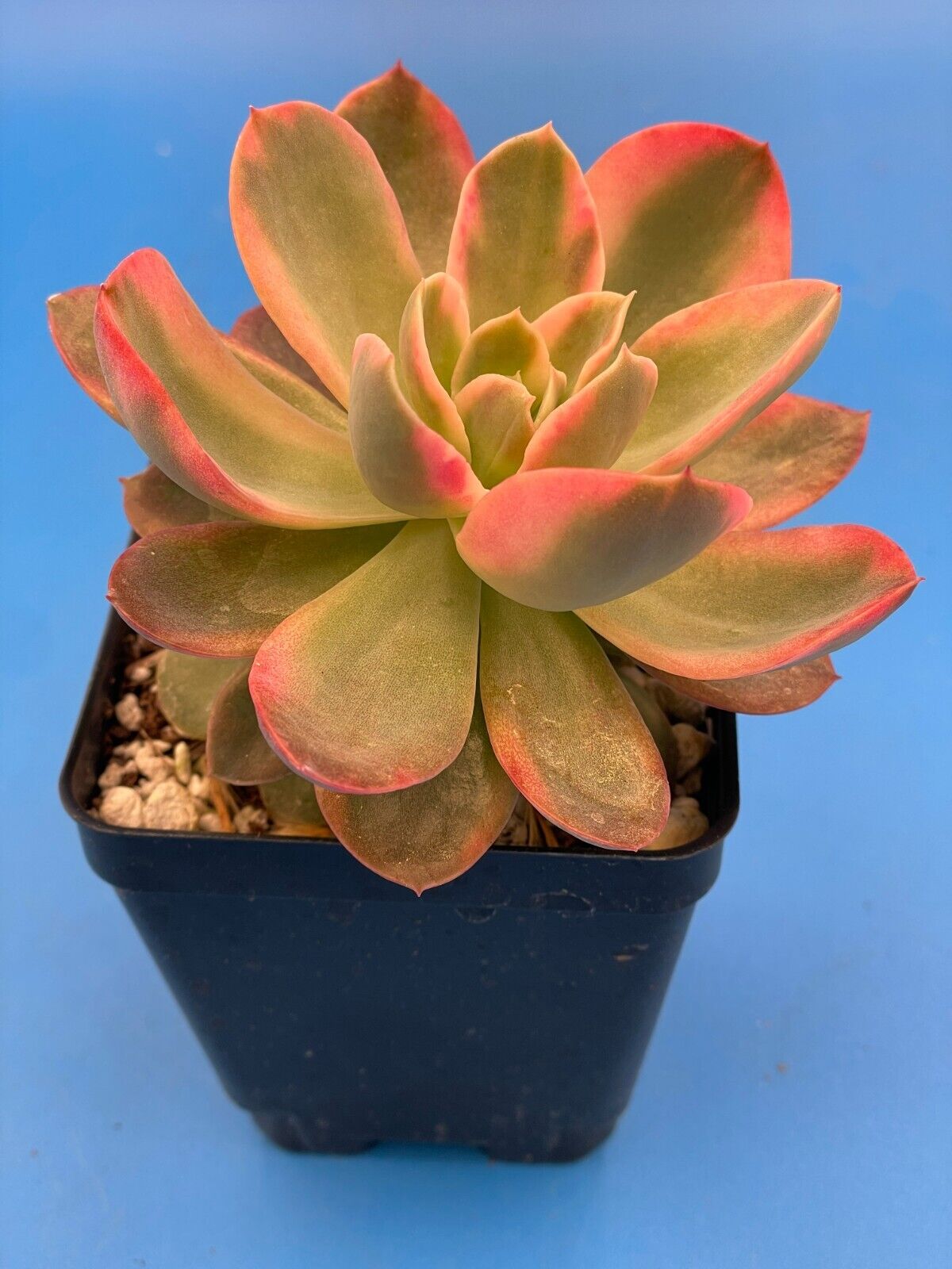 Echeveria Pink Vera Variegated- Hens And Chicks - Makes Pups! 3.5” pot