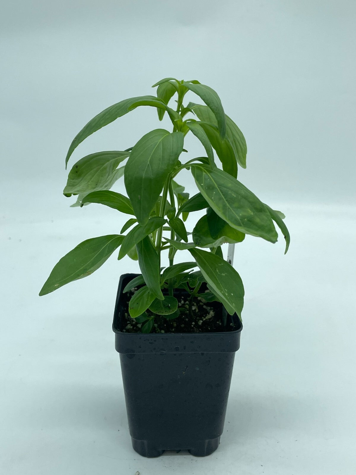 Green Chiretta Live Plant 3" Starter Pot - Andrographis Paniculata