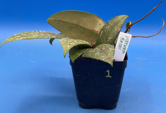 Hoya 'Vietnam AH001'  RARE! Exact Plant! Rooted  Grown In 3.5" Pot (1)